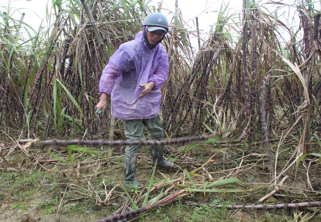 Mía “đắng” sau bão lũ1