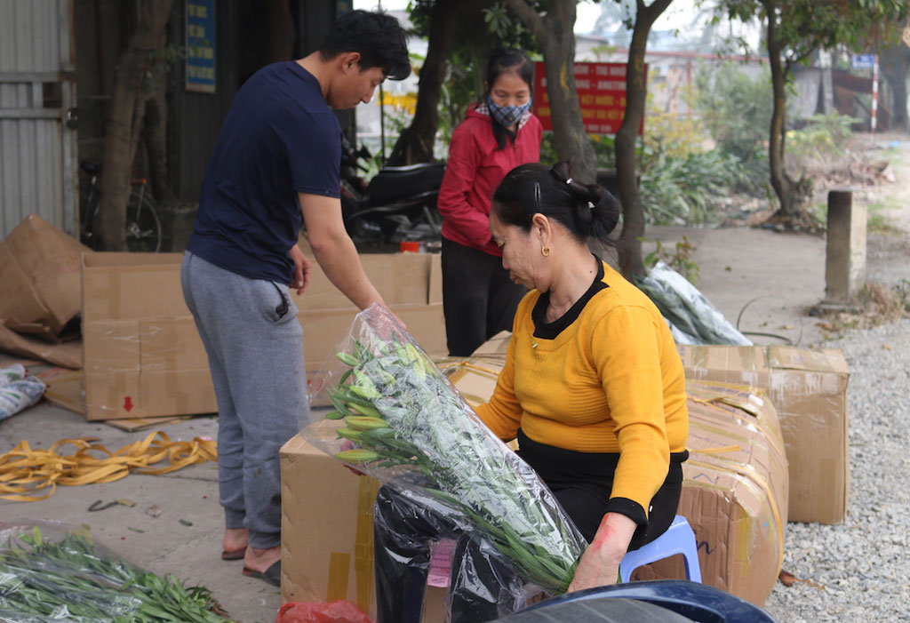 Người dân làng hoa Tây Tựu tất bật chăm sóc phục vụ Tết Nguyên đán cận kề8