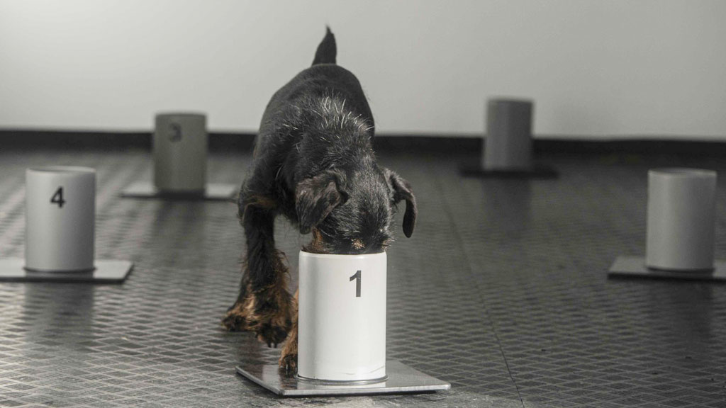 Trung tâm huấn luyện chó phát hiện người mắc Covid-192