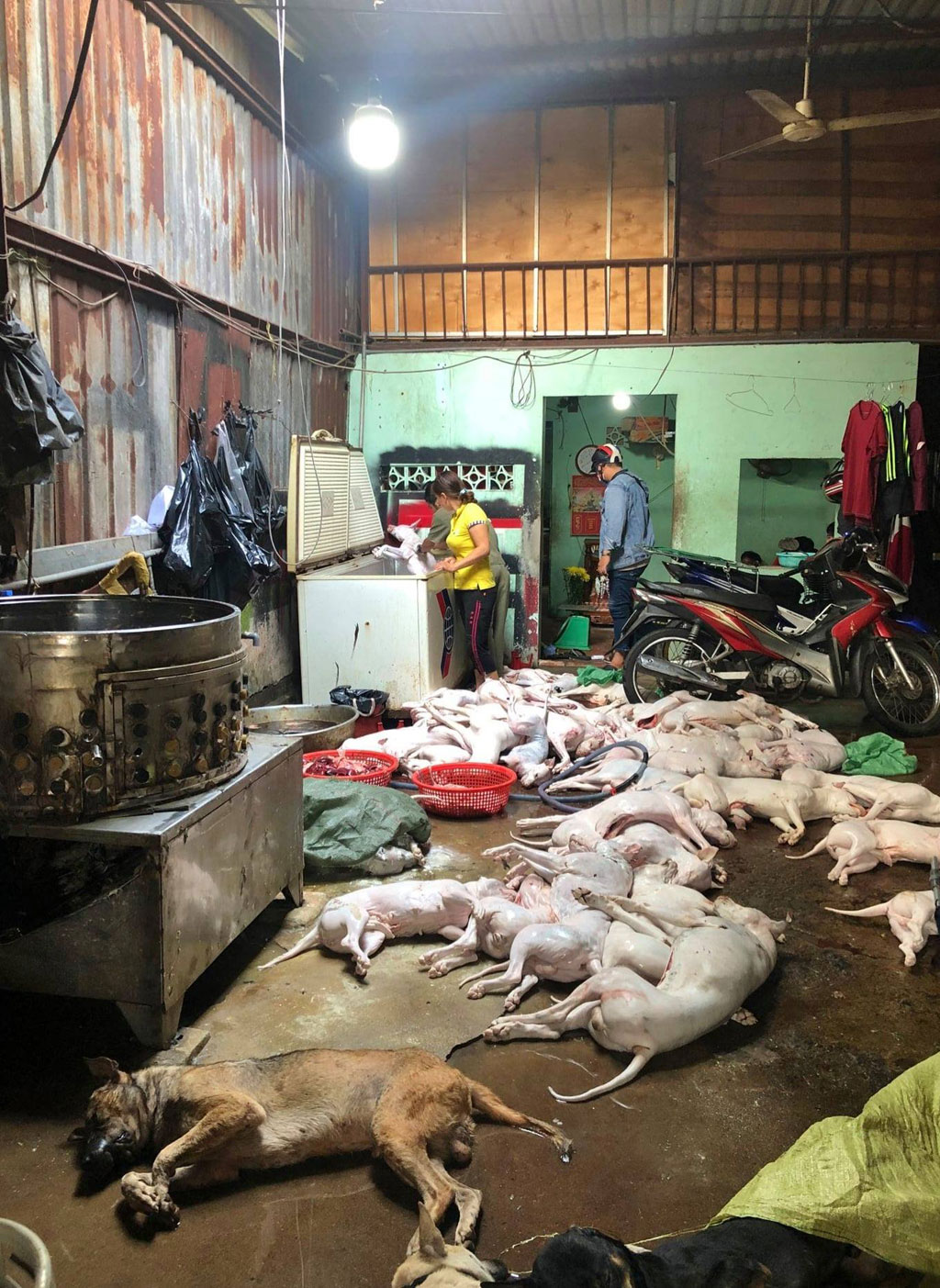Táo tợn trộm chó ở vùng ven Sài Gòn: Theo dấu vết băng trộm2