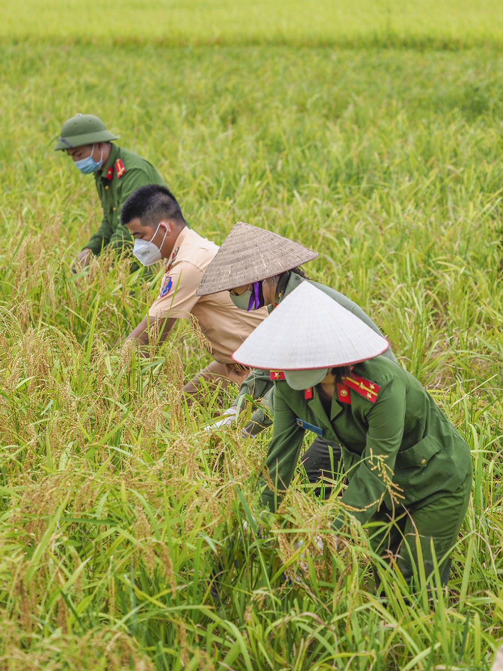 Cảm động chiến sĩ Công an gặt lúa cho người dân vùng dịch trong tiết trời oi ả11