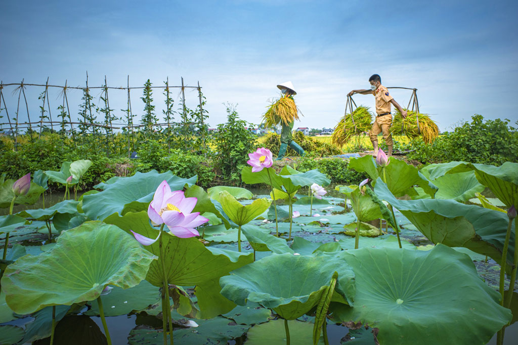 Cảm động chiến sĩ Công an gặt lúa cho người dân vùng dịch trong tiết trời oi ả1