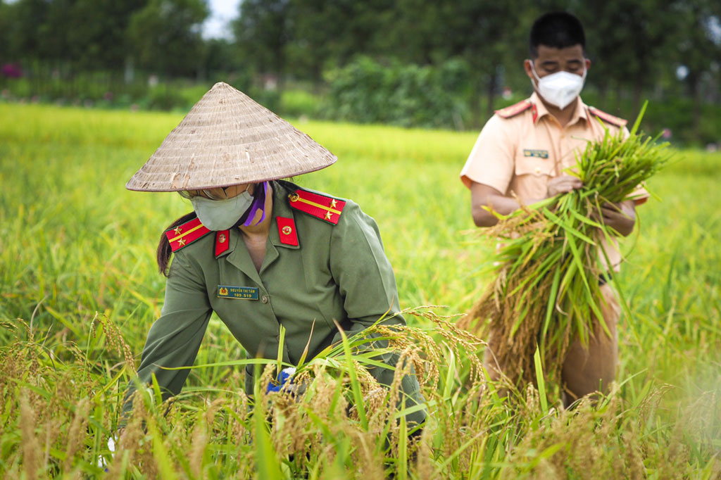 Cảm động chiến sĩ Công an gặt lúa cho người dân vùng dịch trong tiết trời oi ả2