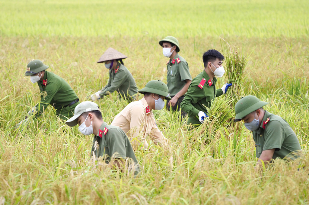 Cảm động chiến sĩ Công an gặt lúa cho người dân vùng dịch trong tiết trời oi ả4