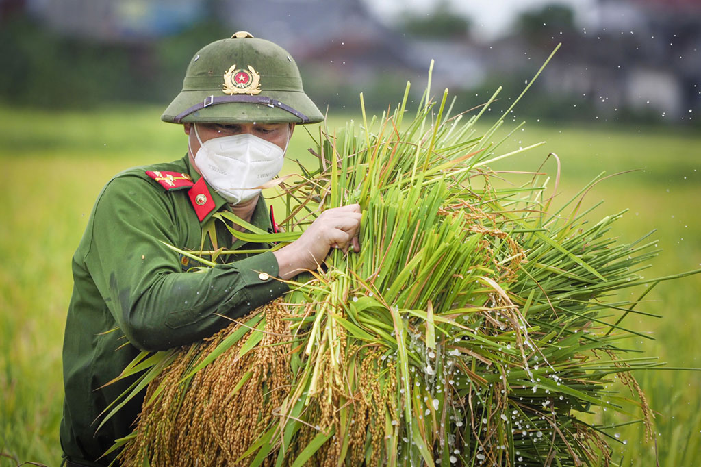 Cảm động chiến sĩ Công an gặt lúa cho người dân vùng dịch trong tiết trời oi ả5