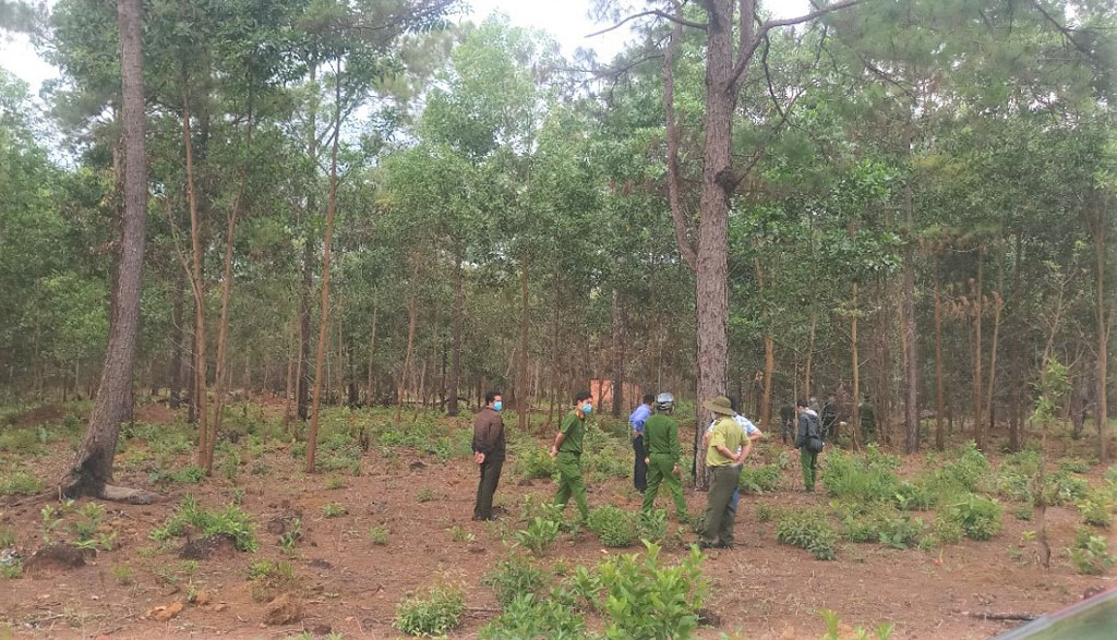 Lâm Đồng: Điều tra làm rõ hành vi lấn chiếm đất rừng, còn hành hung Đoàn kiểm tra4