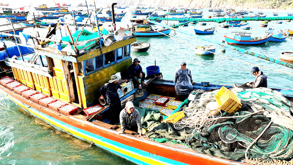 Ngư dân thu vài triệu đồng sau chuyến đánh bắt cá cơm vùng biển gần bờ7