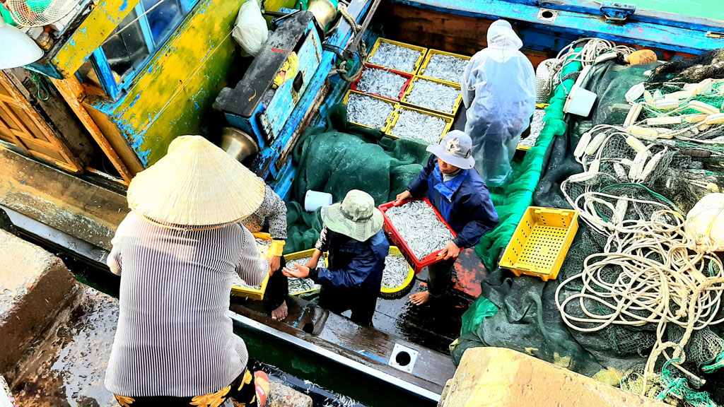 Ngư dân thu vài triệu đồng sau chuyến đánh bắt cá cơm vùng biển gần bờ5