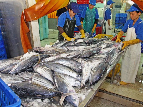 Nghề lưới rê hỗn hợp đánh được cá lớn, có giá trị xuất khẩu cao 