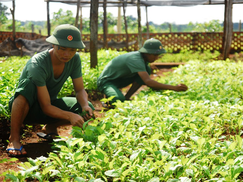 Các chiến sĩ Đồn BP Đắk Ơ đang tăng gia sản xuất 