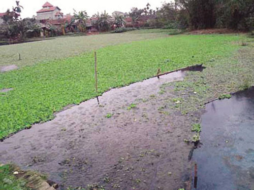 Hệ thống ao hồ của 3 xã làng nghề bị ô nhiễm trầm trọng 