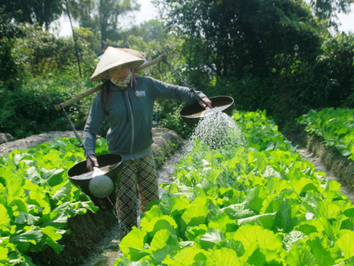 Giá các loại rau hiện tăng gấp đôi so với cùng kỳ năm ngoái nên người làng Hưng Mỹ rất phấn khởi 