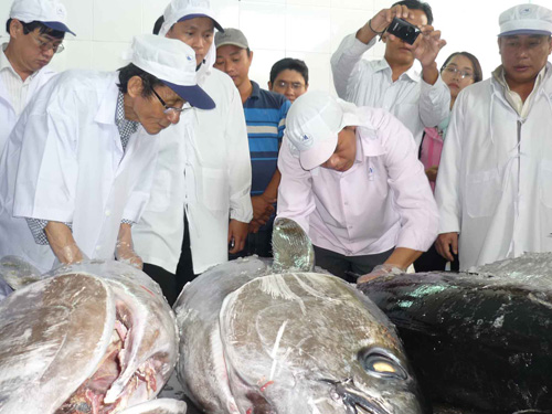Chuyên gia Nhật kiểm tra chất lượng cá ngừ