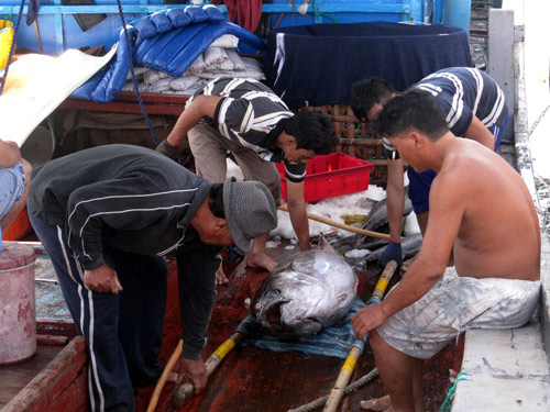 Giá dầu giảm, được mùa cá ngừ đại dương nên nhiều ngư dân vui mừng đón Tết