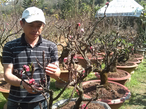 Anh Bùi Văn Sang bên dãy cây đào thất thốn 