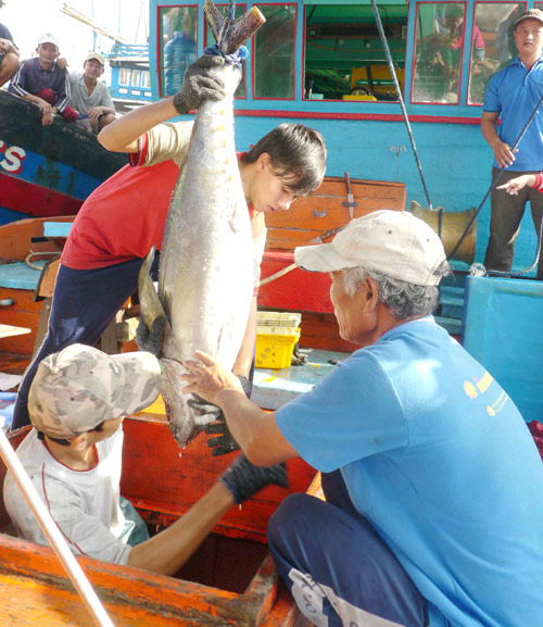 Tàu cá của ngư dân Nguyễn Quê vận chuyển cá ngừ đại dương lên bờ bán cho BIDIFISCO 