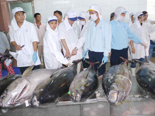 Các chuyên gia thủy sản của Công ty Kato Hitoshi General Office và BIDIFISCO lựa chọn cá ngừ đại dương để xuất sang Nhật 