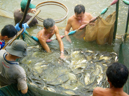 Thu hoạch cá đồng ở U Minh Thượng 