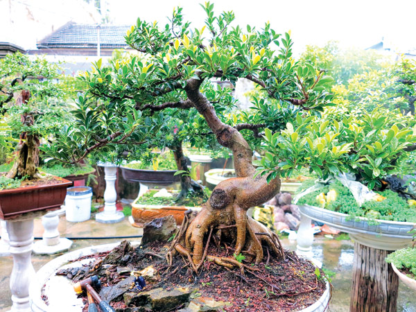Một cội bonsai độc đáo của anh Thiện 