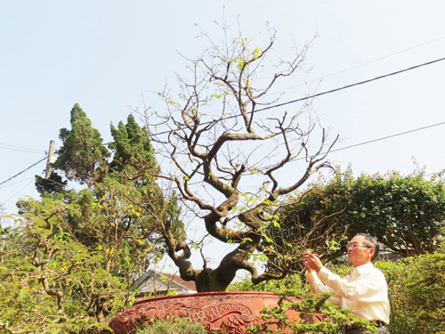 Ông Nguyễn Hữu Vấn và cây mai cổ gần 150 tuổi của mình 