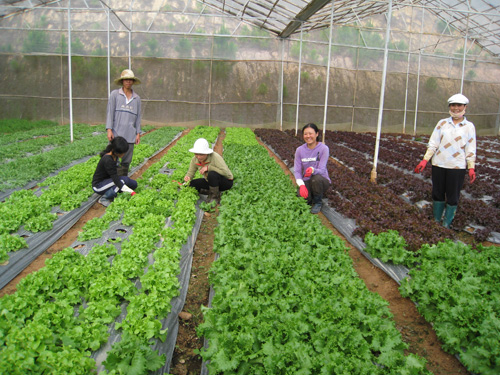 Vườn rau củ tí hon tại trang trại Organik của TS Nguyễn Bá Hùng ở Đà Lạt 