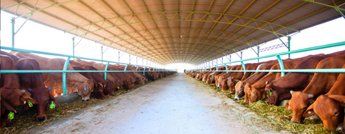 Trang trại bò của HAGL đạt tiêu chuẩn của Úc 