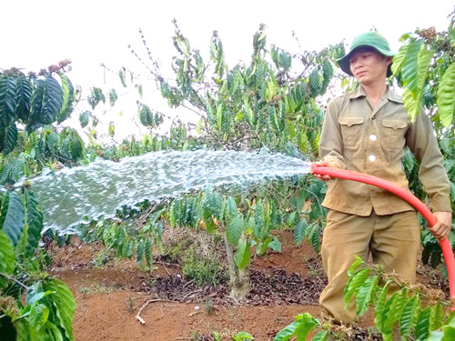 Nông dân Lâm Đồng chủ động khoan giếng để cứu hạn cho cà phê 