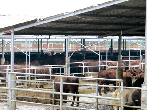 Trại nuôi bò Úc mất vệ sinh khiến người dân chịu ô nhiễm.