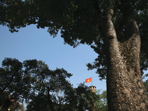 Phải mất hàng thế kỷ mới có được cây cổ thụ thế này ở Cột cờ Hà Nội