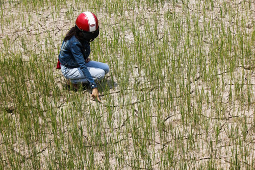 Lúa non gồng mình chống hạn trên mặt đất nứt nẻ tại xã Tiên Thuận, H.Bến Cầu (Tây Ninh) 