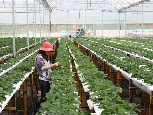 Vườn dâu công nghệ cao trồng bằng giá thể tại LangBiang Farm 