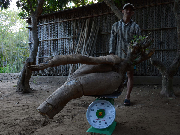 Ông Hồng bên củ mì “khủng”.