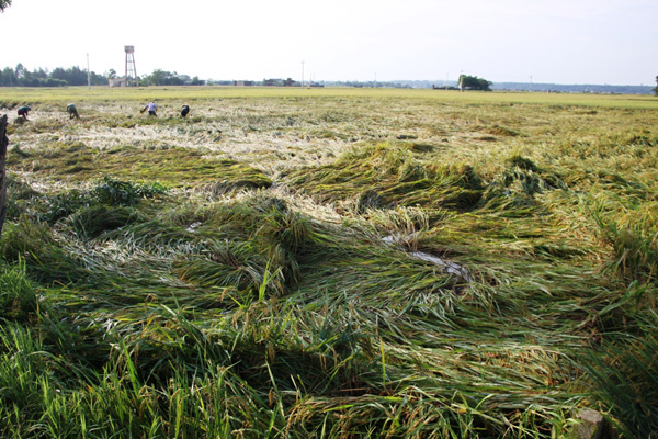  Lốc xoáy làm hàng trăm ha lúa đổ rạp, không thể thu hoạch bằng máy mà phải thu hoạch bằng tay.