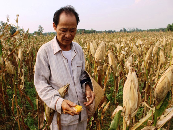 Người nông dân thu trái đắng với giống ngô lạ