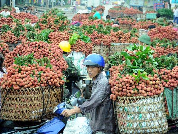 Vải thiều Bắc Giang đang được lãnh đạo tỉnh “tiếp thị” và tìm mọi cách để ổn định khâu tiêu thụ.