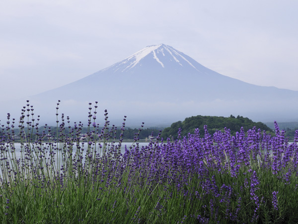Hoa oải hương bên hồ Kawaguchi (Nhật Bản) 