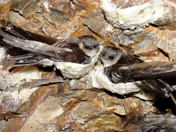 Chim yến hàng Aerodramus fuciphagus germani đảo yến thiên nhiên Khánh Hòa