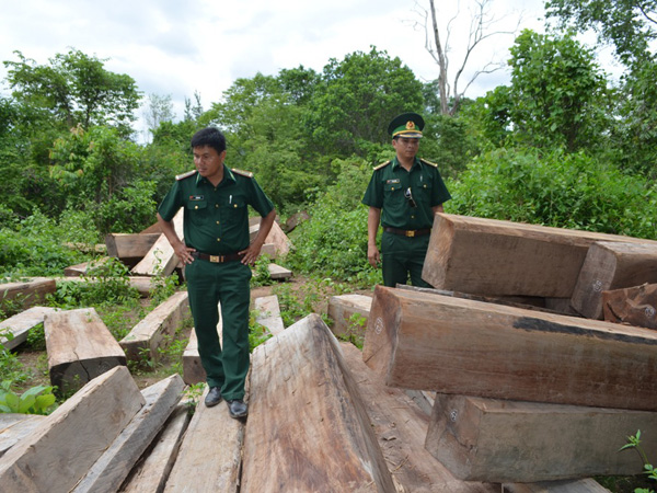 Bãi tập kết gỗ được phát hiện tại khu vực biên giới Việt Lào.
