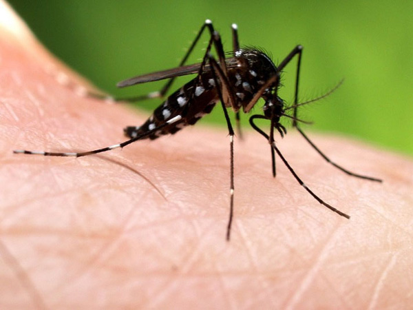 Muỗi cắn dễ để lại sẹo thâm