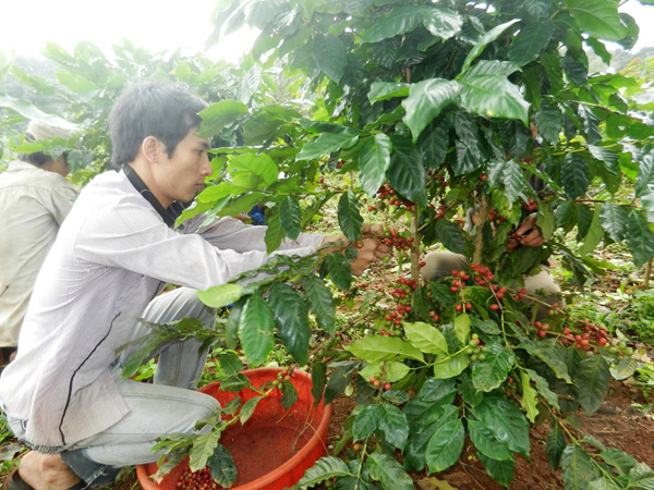 Những vườn cà phê ở Hướng Hóa không còn đem lại lợi ích cho những người trồng 