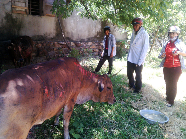 Một con bò của người dân xã An Ninh may mắn sống sót sau vụ cháy cột rơm 