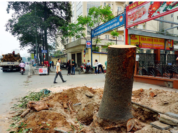 Cây xanh trên đường Nguyễn Chí Thanh bị đốn hạ khi thực hiện Đề án cải tạo, thay thế cây xanh