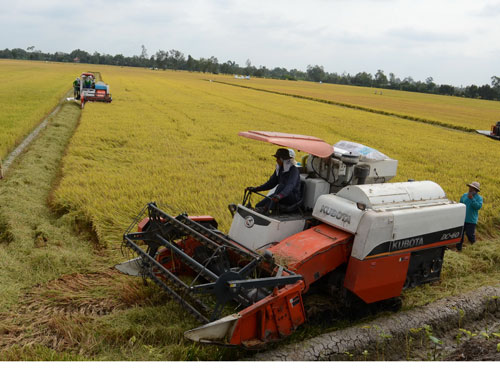  Thu hoạch lúa trên cánh đồng mẫu lớn do Công ty TNHH Việt Hưng đầu tư 