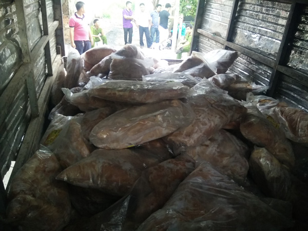 Hơn 5 tấn thịt gà buộc phải đi tiêu hủy. 