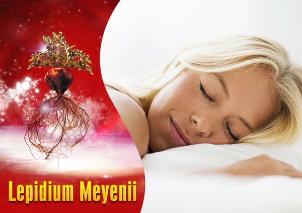 Dưỡng chất sinh học quý từ Lepidium Meyenii có trong sâm Angela giúp phụ nữ khỏe mạnh, ngủ ngon, đời sống sinh lý sung mãn