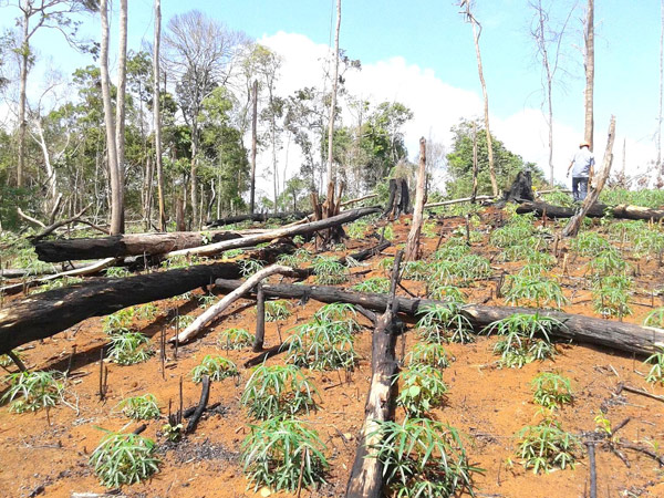 Một khu vực rừng ở Đắk Nông biến thành rẫy trong nửa đầu năm nay 