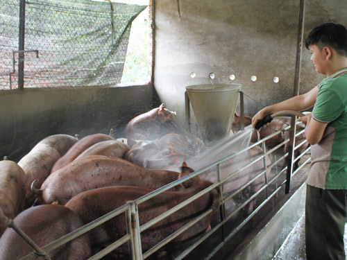 Tình trạng sử dụng chất cấm tràn lan làm ảnh hưởng những người chăn nuôi chân chính