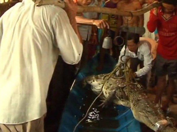 Con cá sấu do anh Nguyễn Văn Dự bắt được trong vuông tôm 