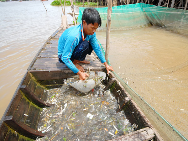 cá linh