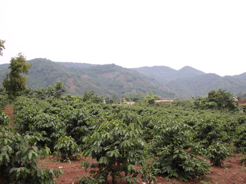 Bạt ngàn cánh đồng cà phê ở Sơn La 